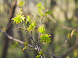 Young fresh leaves. Forest in spring.
