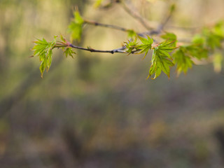 Young fresh leaves. Forest in spring.