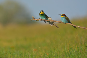 European Bee-Eater - Merops Apiaster on a branch , exotic colorful migratory bird