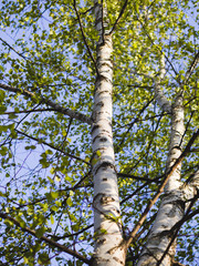 Fototapeta premium Tall birch tree in spring forest.