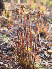 Young wild fern in the spring forest.