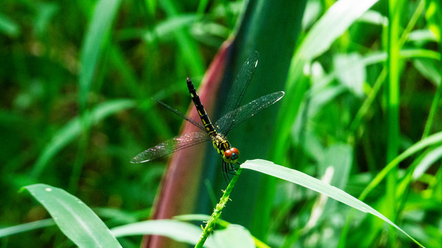dragonfly on a green grass