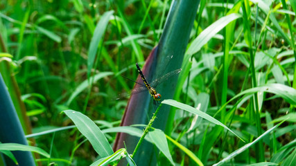 green grass in the wind