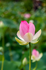 Beautiful pink lotus flower bud with shallow depth of field