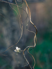 A dead climbing plant with dry flower. Drought season.