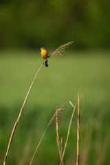 Western yellow wagtail (Motacilla flava) , yellow colorful bird