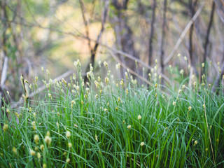 Fresh green lush grass at wild forest glade.