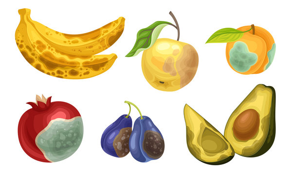 Unfit Fruits with Skin Covered with Stinky Rot Vector Set
