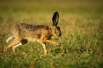 European hare - Lepus Europaeus