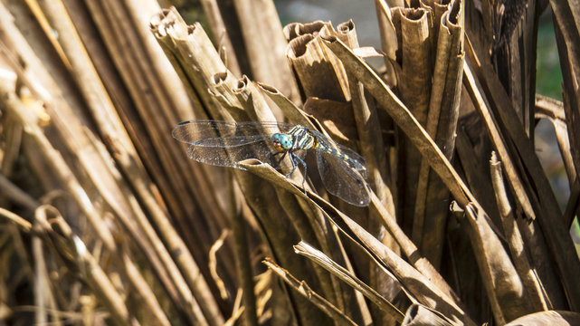 an insect on the twig
