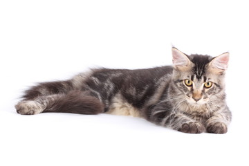 Maine Coon cat, 5 months old, sitting in front of white background