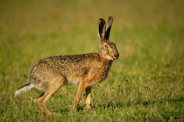 Naklejka na ściany i meble European hare - Lepus Europaeus