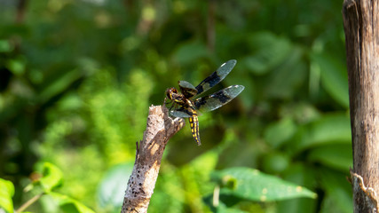 dragonfly on a twig