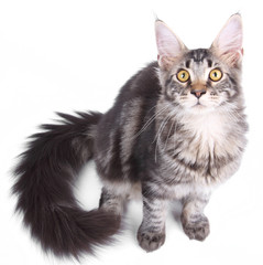 Maine Coon cat, 5 months old, sitting in front of white background