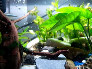 Beautiful underwater wildlife in aquarium.