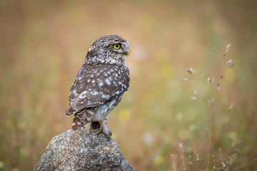 European owlet posing with unfocused spring background