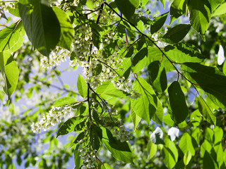 Bird cherry blossom. Lush white flowers in spring. Fresh green tree leaves.