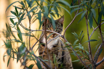 Portrait of Cat behind oleander