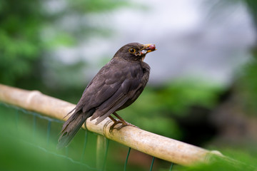 Blackbird feeding with cockchafer on the fence