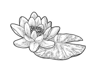 lotus Nelumbo water lily flower sketch engraving vector illustration. T-shirt apparel print design. Scratch board imitation. Black and white hand drawn image.