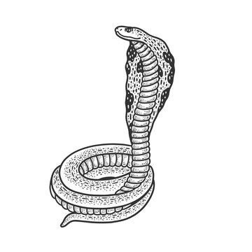 Cobra snake animal sketch engraving vector illustration. T-shirt apparel print design. Scratch board imitation. Black and white hand drawn image.