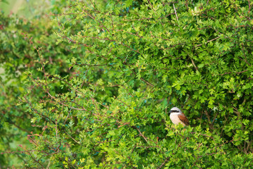 Red-backed shrike - Lanius collurio , small passerine bird