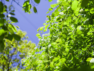 Obraz na płótnie Canvas Branch with fresh green leaves. Sunny day.