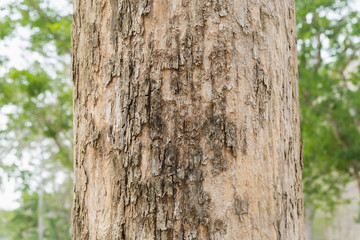 Teak Tree in Thailand precious hardwoods one of the last major areas of tropical forest in Asia	