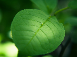 Fresh green leaf closeup. Detail plant.