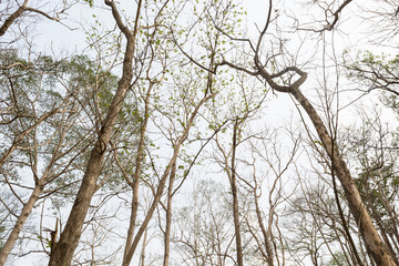 Teak Tree in Thailand precious hardwoods one of the last major areas of tropical forest in Asia	