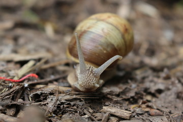 
Grape snail basking in the spring sun
