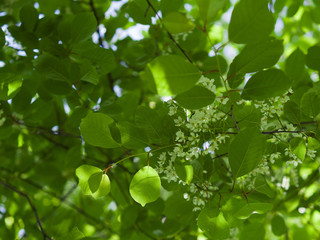Branch with fresh green leaves. Sunny day.