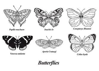 Butterflies set. Vector illustration. Black and white butterfly collection. Vintage engraving style.