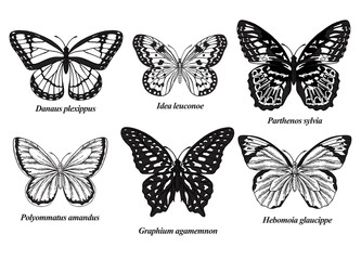 Butterflies set. Vector illustration. Black and white butterfly collection. Vintage engraving.