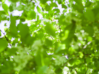 Fototapeta na wymiar Bird cherry blossom. Lush white flowers in spring. Fresh green tree leaves.