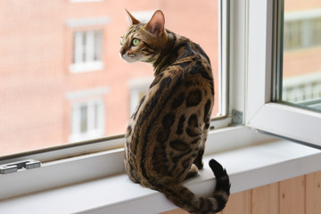 A beautiful and graceful Bengal cat sits on the windowsill and looks out the window. A thoroughbred pet. A noble profile.