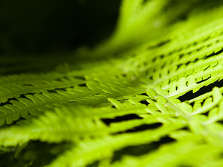 Fresh fern leaves in spring. Young green forest plant.