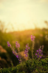 Salvia nemorosa - Woodland Sage close up photo