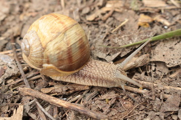 
Grape snail basking in the spring sun