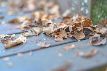 Selective focus of Dry fallen autumn leaves on old wooden background