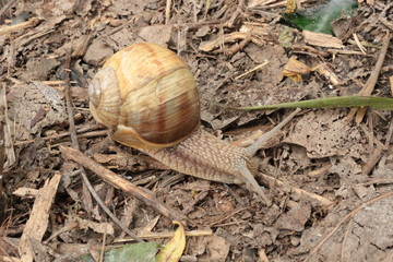 
Grape snail basking in the spring sun