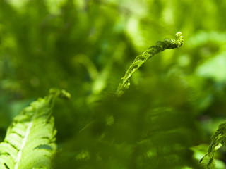 Fresh fern leaves in spring. Young green forest plant.