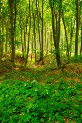 Fototapeta na wymiar Colorful vivid green spring enchanted forest