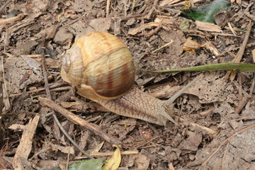 
Grape snail basking in the spring sun