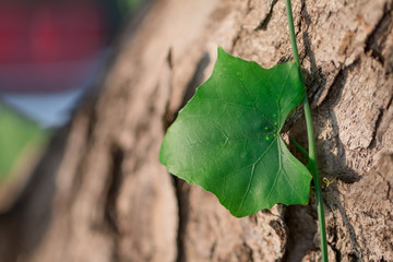Gourd leaf closes up attached to a tree In the open air, shining brightly Some parts of the gourd are clear. The brown background from the bark of the tree. The photos are partially clear