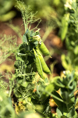 Beautiful close up of green fresh peas and pea pods. Healthy food. Selective focus on fresh bright green pea pods on pea plants in garden. Pea cultivation outdoors and blurred background