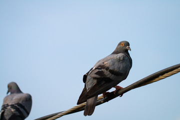 Many Pigeon or Columba livia eyes are staring at the camera with red eyes and black body hair and the neck hair is purple and green standing on the cable. The photos are partially clear