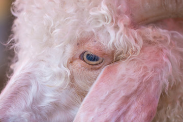 Close-up of Angora goat's eyes opening with a cry, horned on its head and ears hanging below. In a position slightly lower than the eyes With white fur like the fur