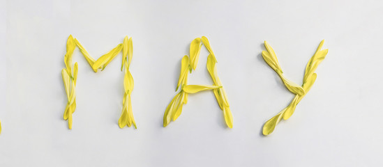 The inscription May of the petals of yellow chrysanthemum.