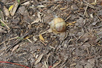 
Grape snail basking in the spring sun